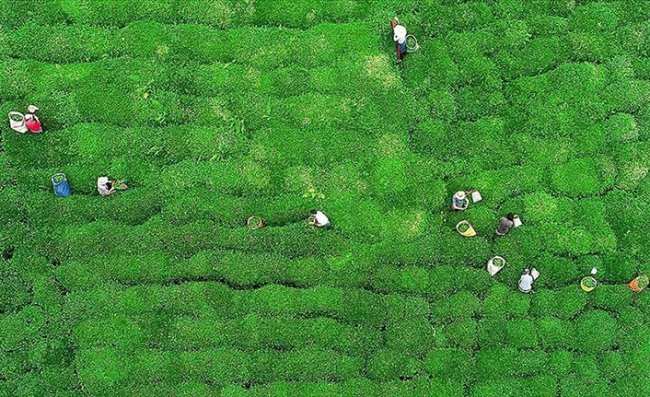 Çay ihracatı 2022 yılının ilk ayında 1,4 milyon dolar kazandırdı