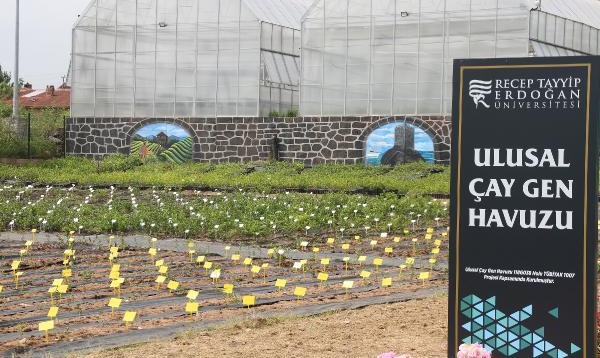 2 bin 54 Çeşitle 'Çay Gen Havuzu' Oluşturuldu