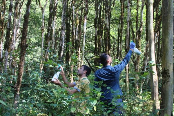 Şimşir Ormanında Uygulanan Biyolojik Mücadele Sonuç Verdi