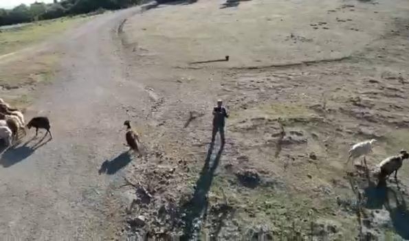Çoban, sürüye yaklaşan drona balta fırlattı