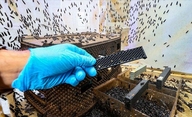 Türk Bilim İnsanı 'Sinekten' Kozmetik Hammaddesi Üretti