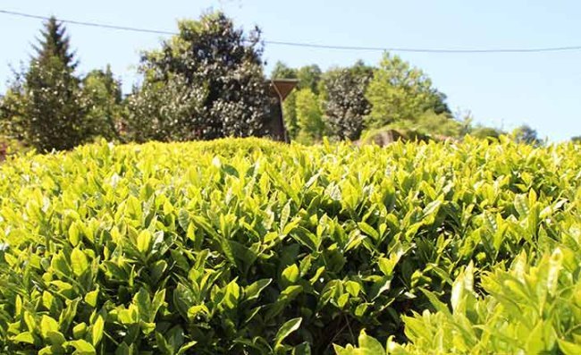 2022 Yaş Çay Alım Fiyatı Açıklandı