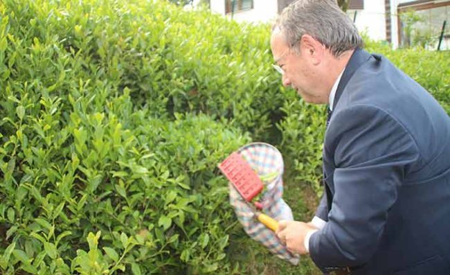 Doğu Karadeniz'de Yaş Çay Alım Kampanyası Açıldı
