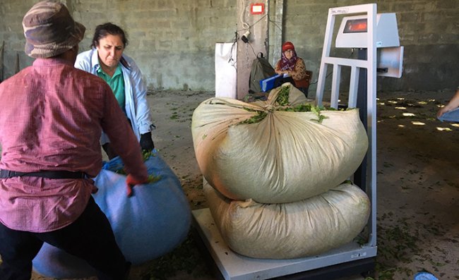 ÇAYKUR 1 Haftada Üreticiden 20 Bin Ton Çay Aldı