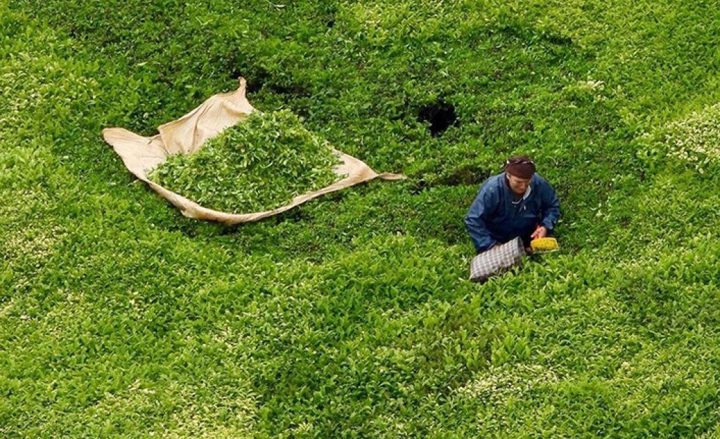 ÇAYKUR, Mayısta 92 Bin Ton Yaş Çay Alımı Gerçekleştirdi