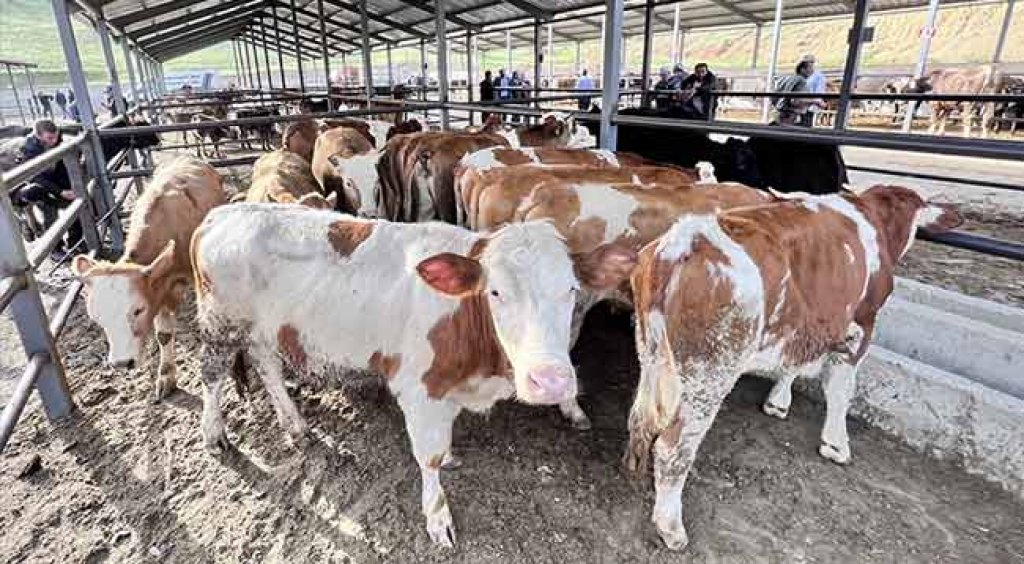 Tarım ve Orman Bakanlığı kurban kesiminde uyulması gereken kuralları belirledi