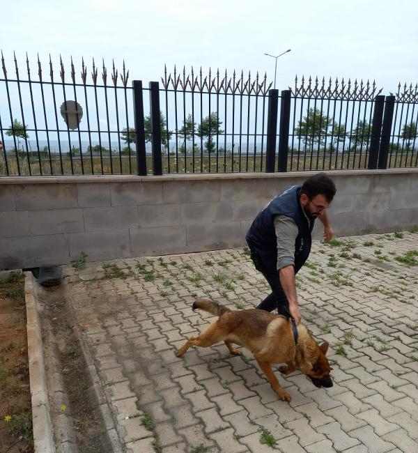 Bekçiyi ısırınca barınakta tutulan köpek, 'saldırgan değil' raporuyla özgür