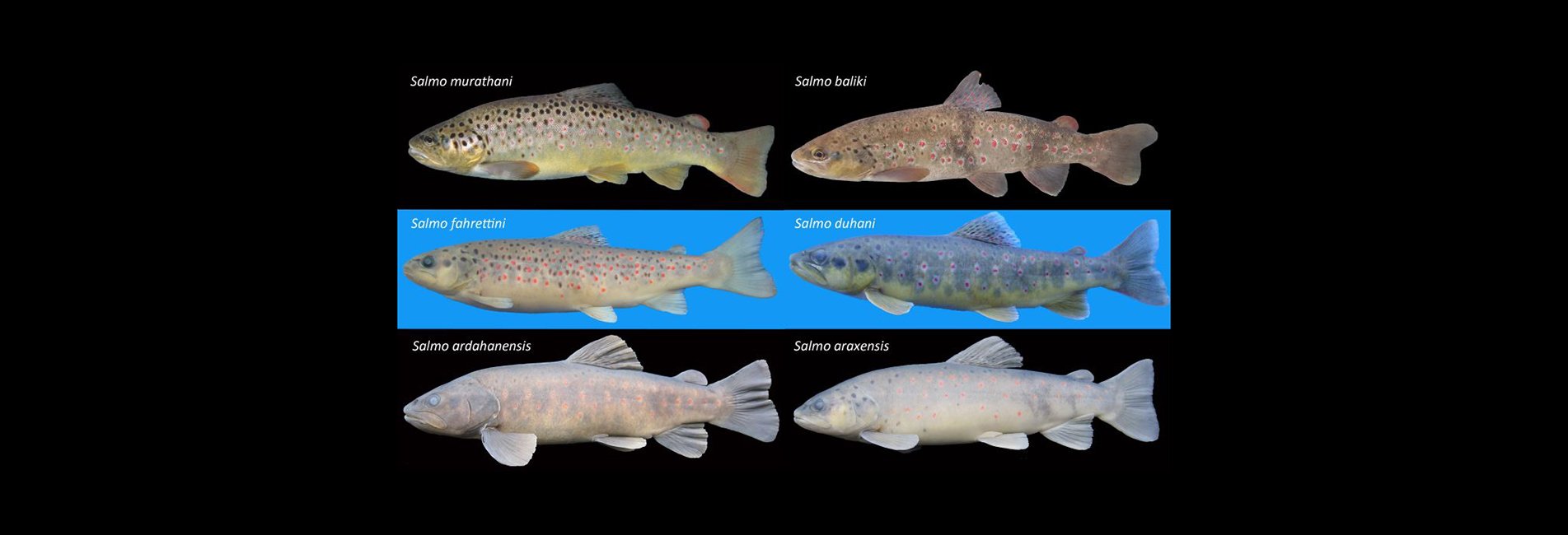 Recep Tayyip Erdoğan Üniversitesince 6 Yeni Alabalık Türü Keşfedildi