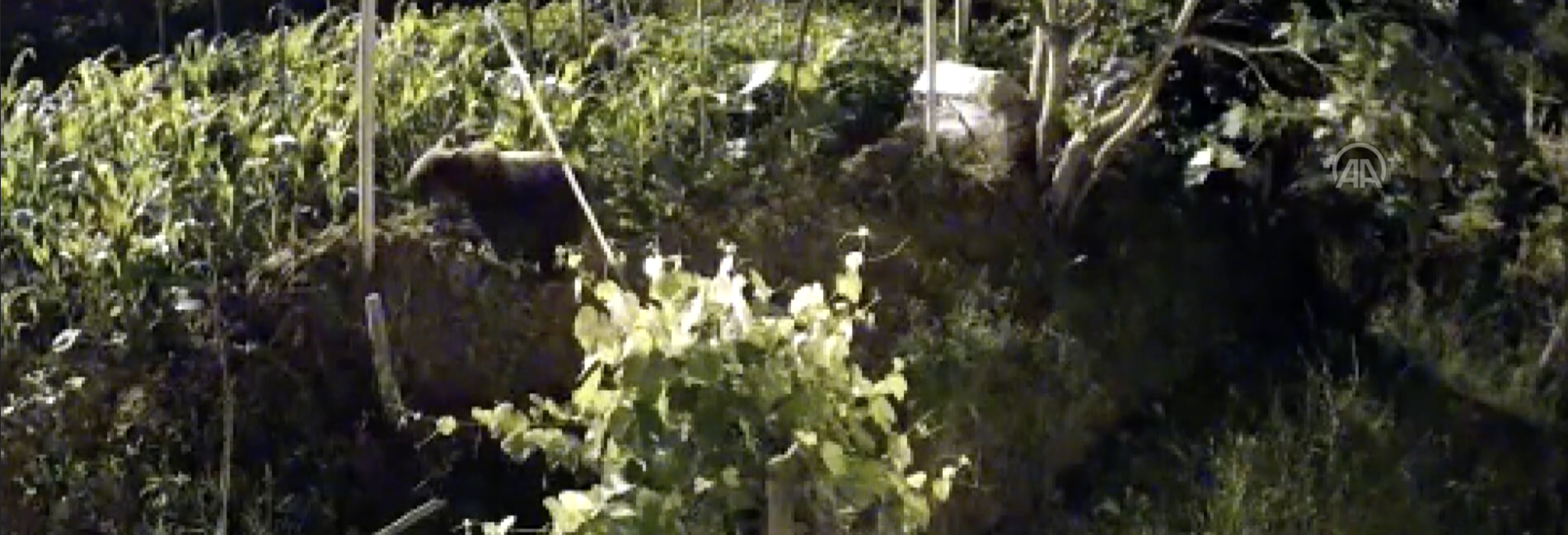 Evin Bahçesine Giren Ayı Güvenlik Kamerasına Yakalandı