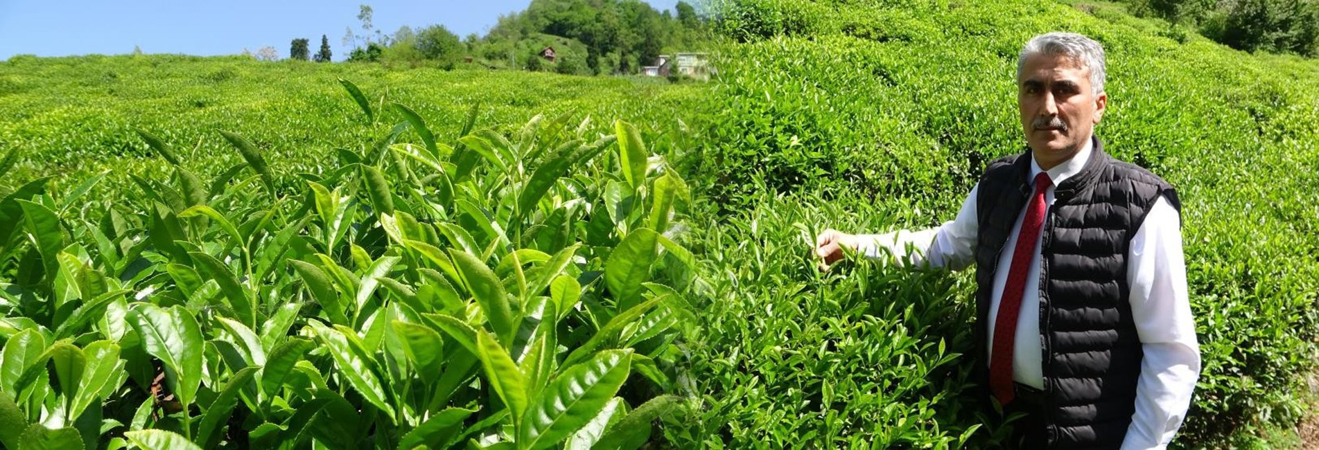 Çay Üreticilerinden Budama Bedeli Talebi
