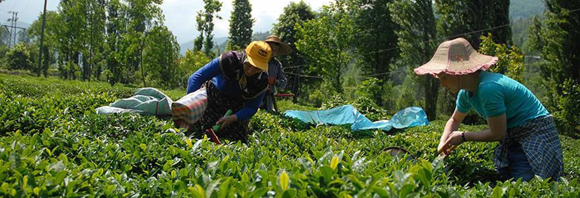 Yazıcı'dan 'Çay Kanunu' Açıklaması