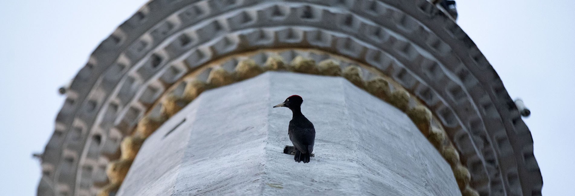 Nadir Görülen 'Kara Ağaçkakan' 4 Yıldır Minare Havalandırmasında Yaşıyor