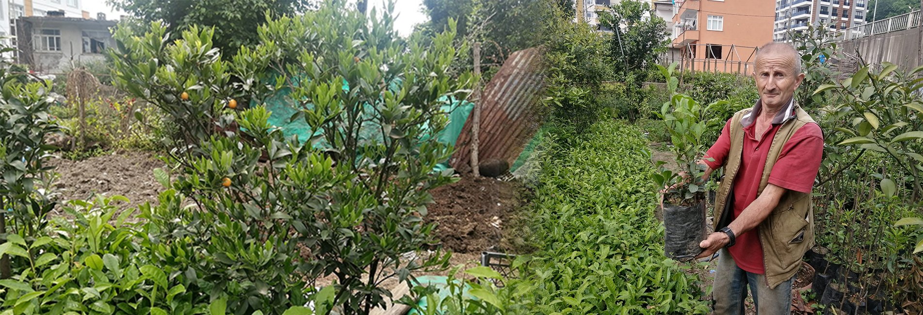 Hobi Olarak Başladığı Fidan Yetiştiriciliği Mesleği Oldu