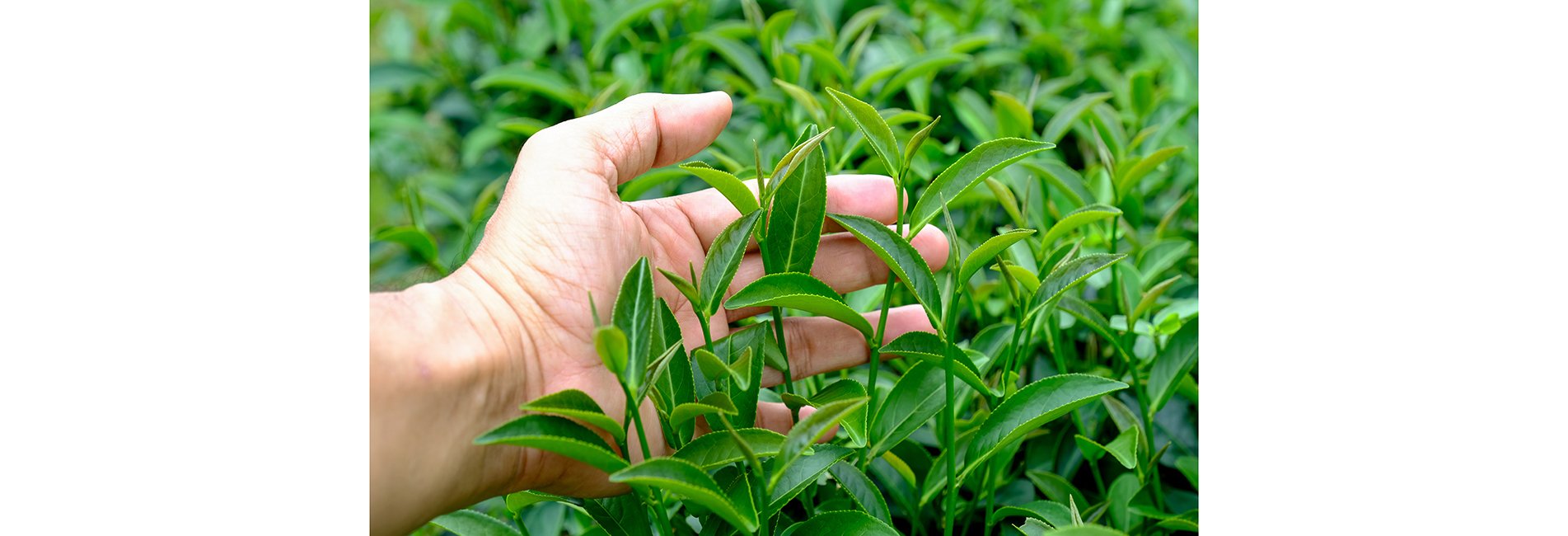 Rize, 5 Ayda Çay İhracatından 3,5 Milyon Dolar Kazandı