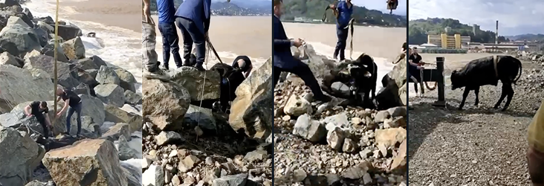 Rize'de, Dereye Düşen Kurbanlık Vinç Yardımıyla Kurtarıldı