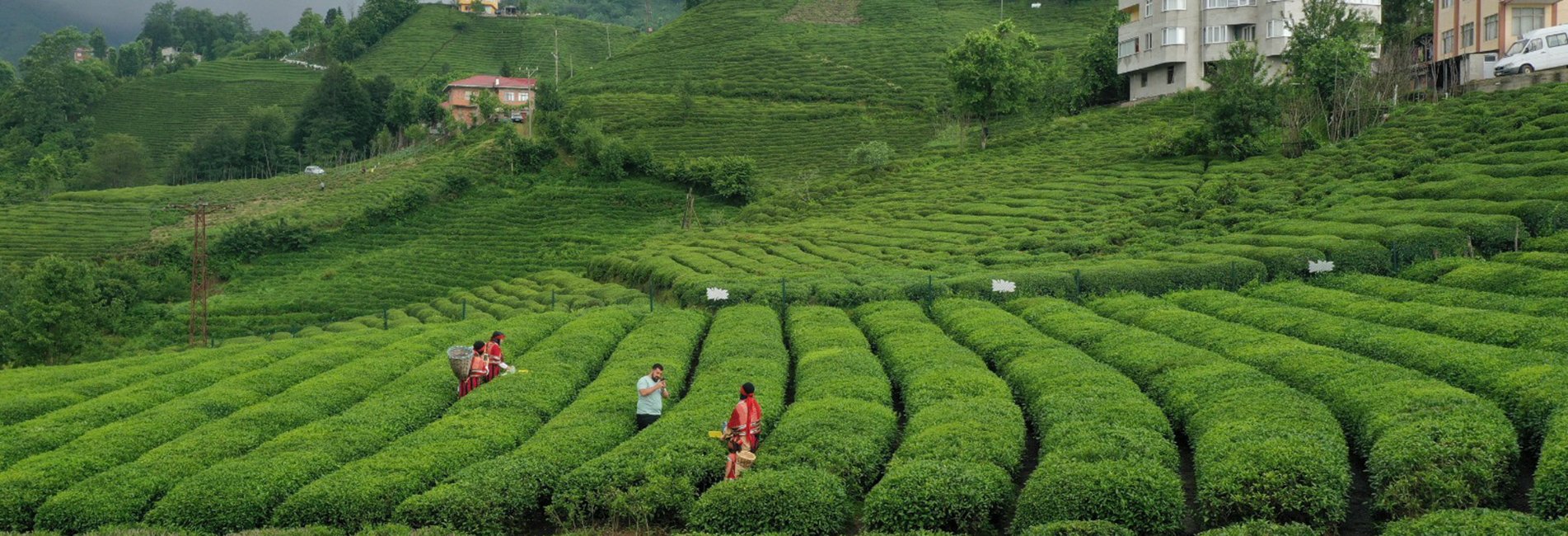 Mayıs Çayı Ödemeleri Üreticilerin Hesabına Aktarıldı