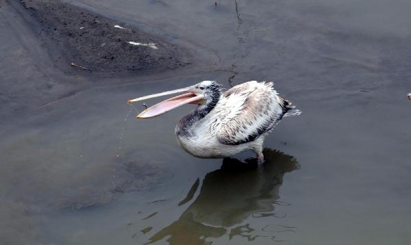 Pelikanı elleriyle beslediler