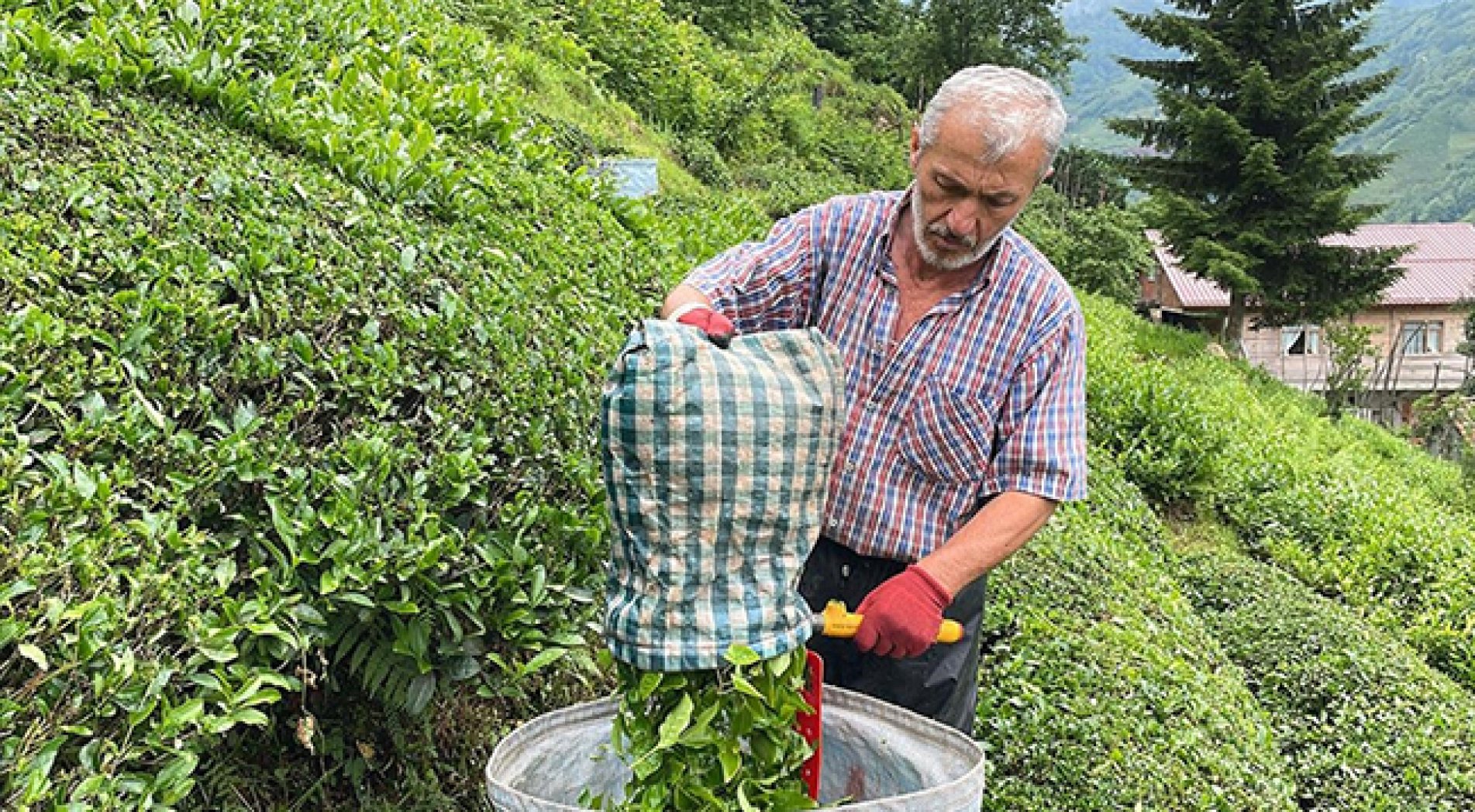 ÇAYKUR İkinci Sürgün Kotasını Dekara 550 Kilogram Olarak Belirledi