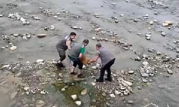 Dere Yatağında Yaralı Bulunan Karaca Kurtarıldı