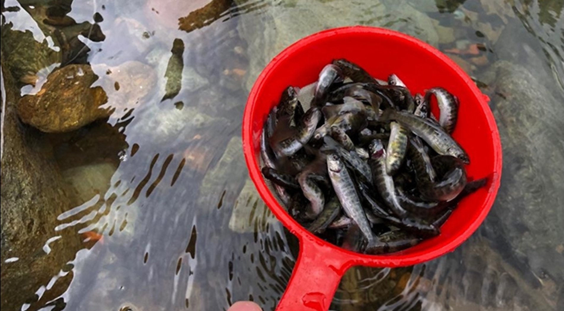 Rize'de 20 Bin Kırmızı Benekli Alabalık Yavrusu Derelere Bırakıldı