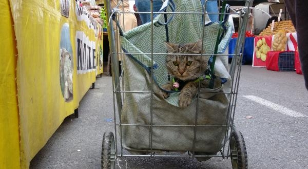 Pazar arabasındaki kedisi 'Gülüm' ile alışverişe gidiyor