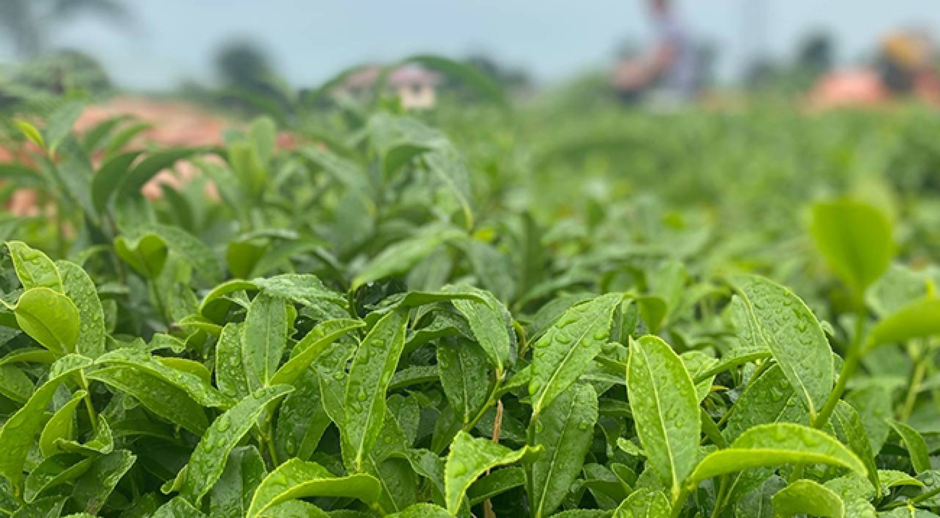 ÇAYKUR Üreticiden 10 Günde 3 Bin 668 Ton Yaş Çay Aldı