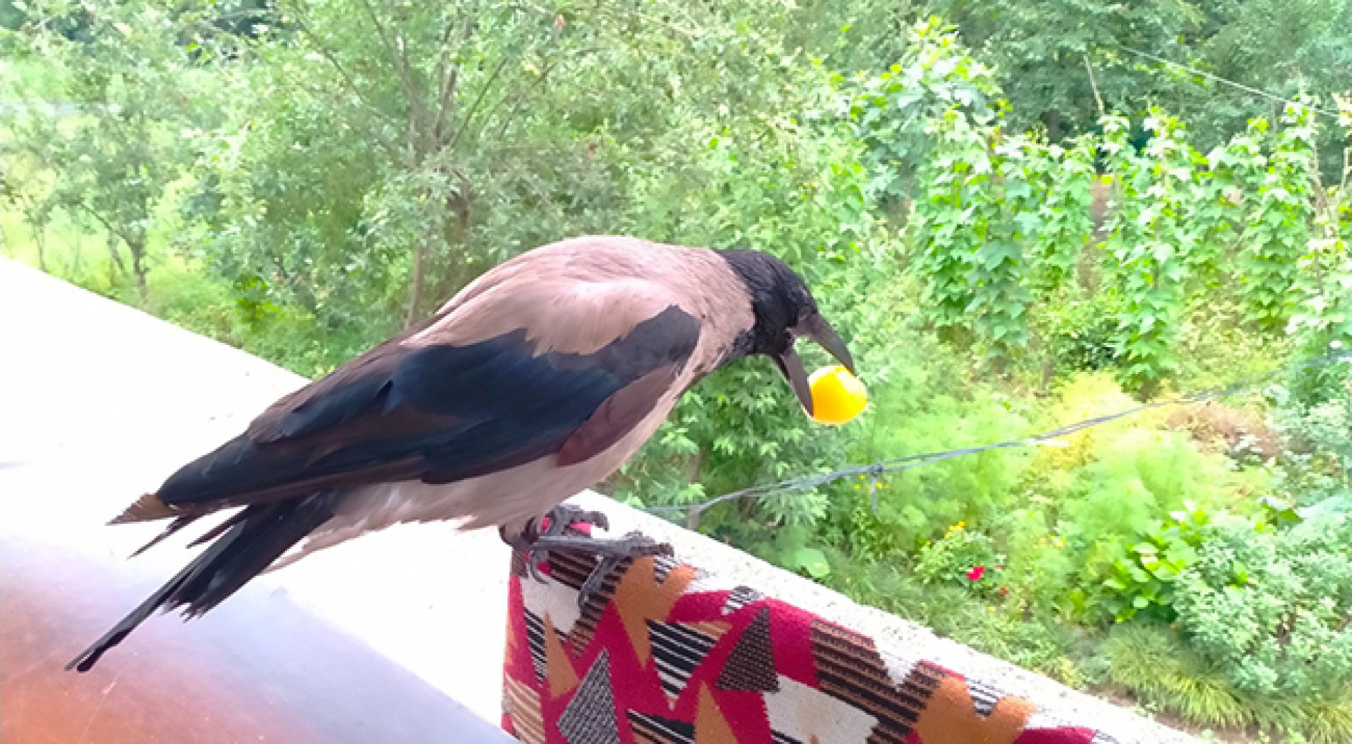 Rize'nin Sempatik Hırsızı