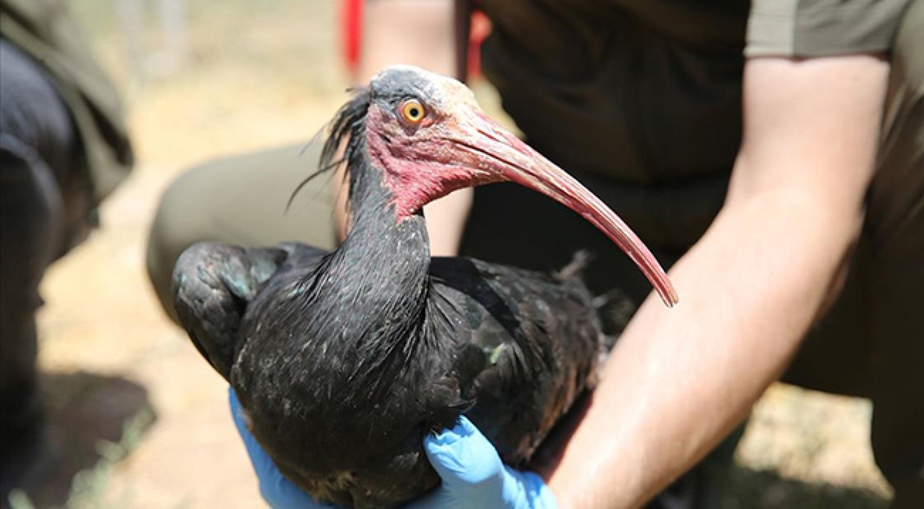 Nesli tükenme tehlikesi altındaki kelaynak ailesine 39 yavru katıldı