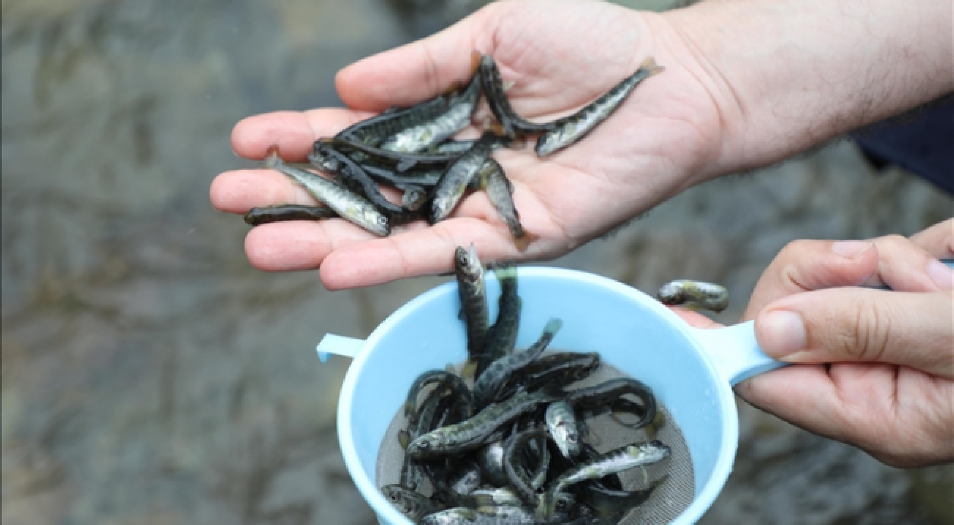 Fırtına Deresi'ne 50 Bin Kırmızı Benekli Alabalık Yavrusu Bırakıldı