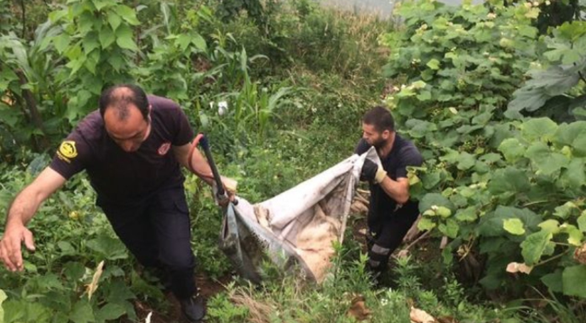 Derede Sürüklenen Köpeği, Küçük Kızın Farkındalığı Kurtardı