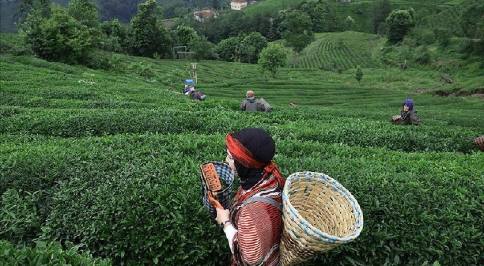 Rize'den Yılın İlk 6 Ayında 4,7 Milyon Dolarlık Çay İhraç Edildi