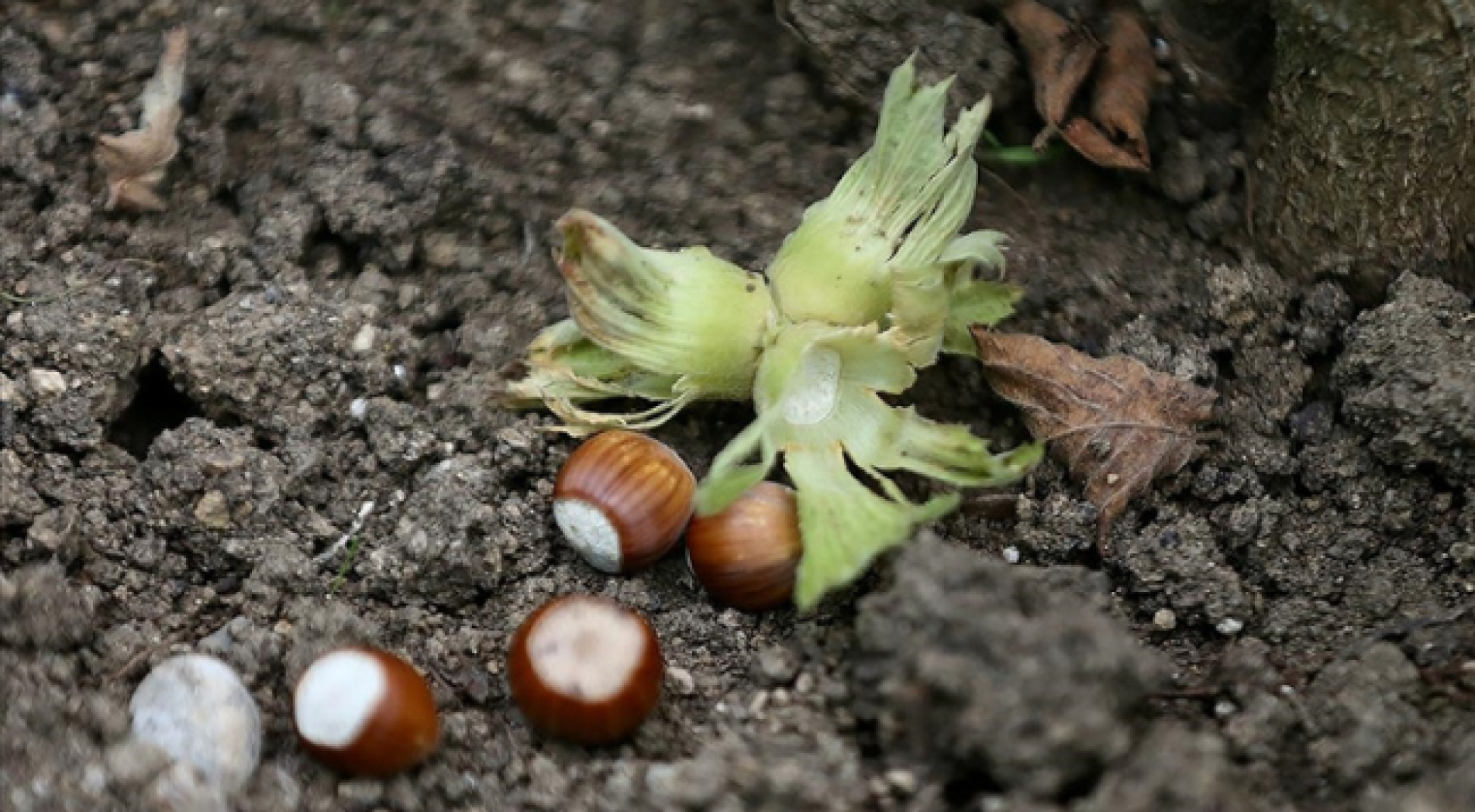 Verim kaybını önlemek için fındığı 