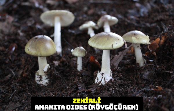 Prof. Dr. Sesli: Mantarları tanıma kültürü azaldı, toplarken dikkatli olunmalı