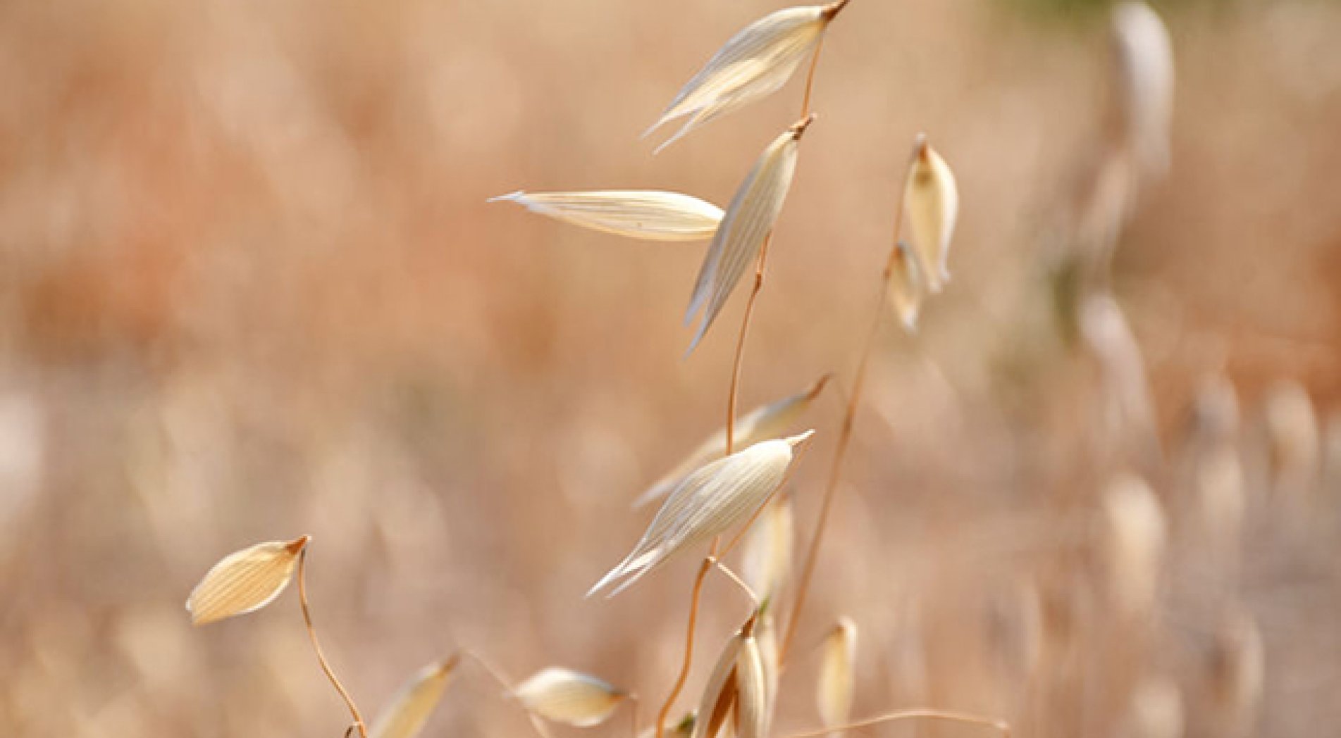 Kuraklık ve soğuğa daha dayanıklı yulaf türleri için ıslah çalışması yürütülüyor
