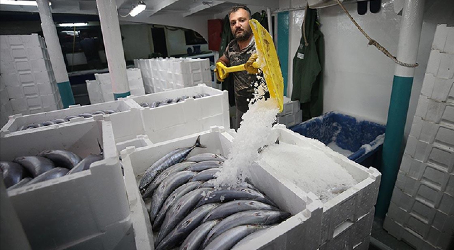 Batı Karadeniz'de palamut, balıkçıların yüzünü güldürdü