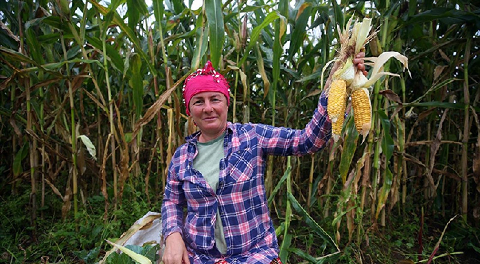 Karadeniz kadınının tarladan sofraya 'mısır unu' mesaisi