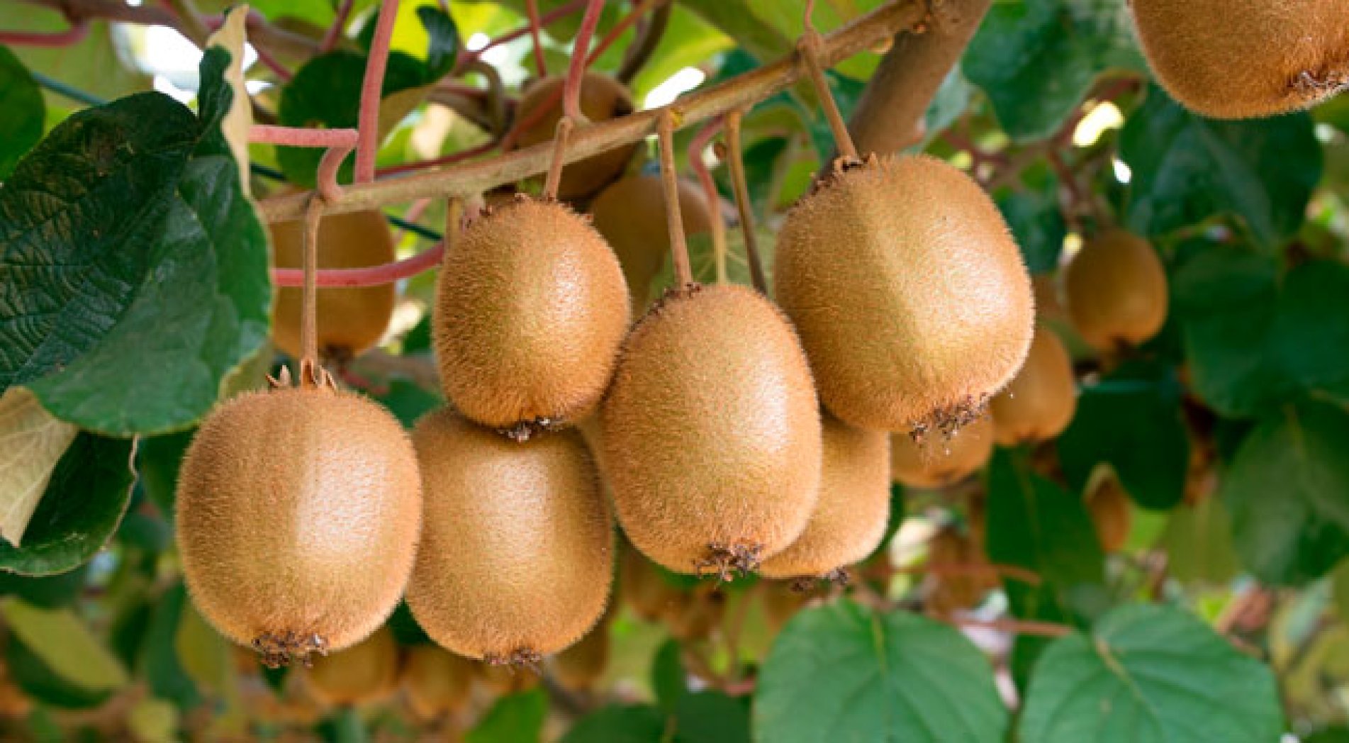 Prof. Dr. Akbulut: Kivi, 'Alternatif' Değil 'Ek Gelir' Olarak Değerlendirilmeli