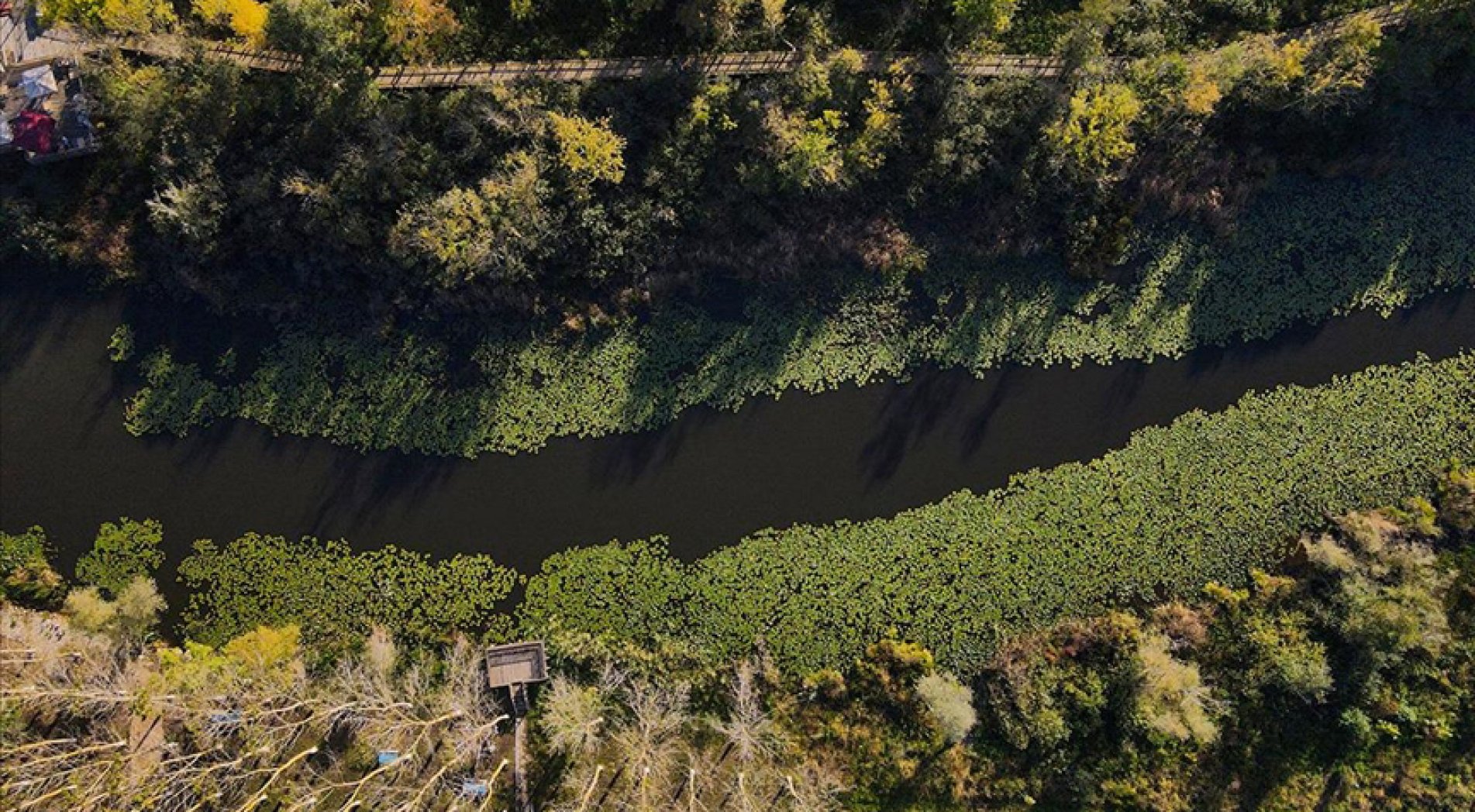 Acarlar Longozu ziyaretçilerini sonbahar renkleriyle karşılıyor