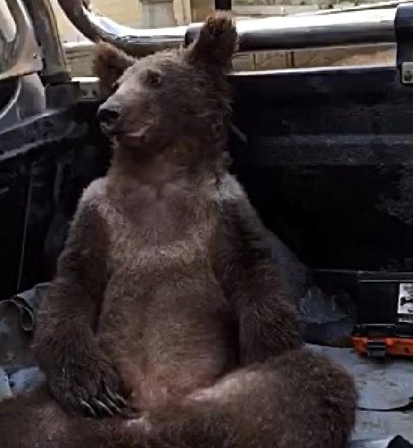 Acı bal yiyen ve bayılan ayının sarhoş gibi halleri gülümsetti