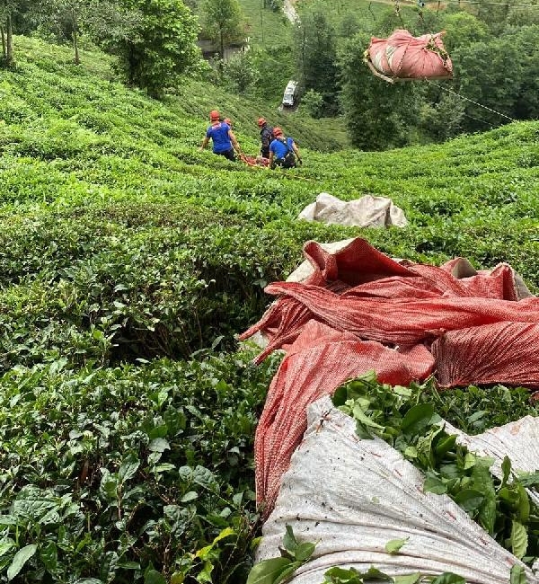 Çay Hasadında, Teleferik Sepetinin Çarpmasıyla Yaralandı