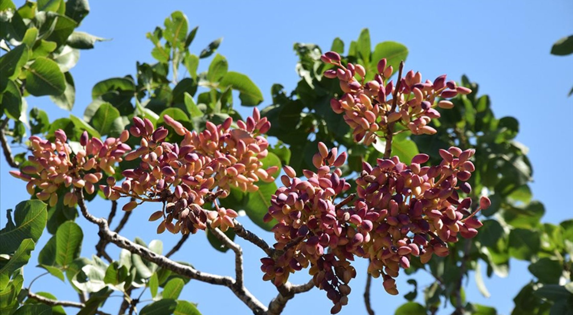 Gaziantepli askerin 66 yıl önceki 
