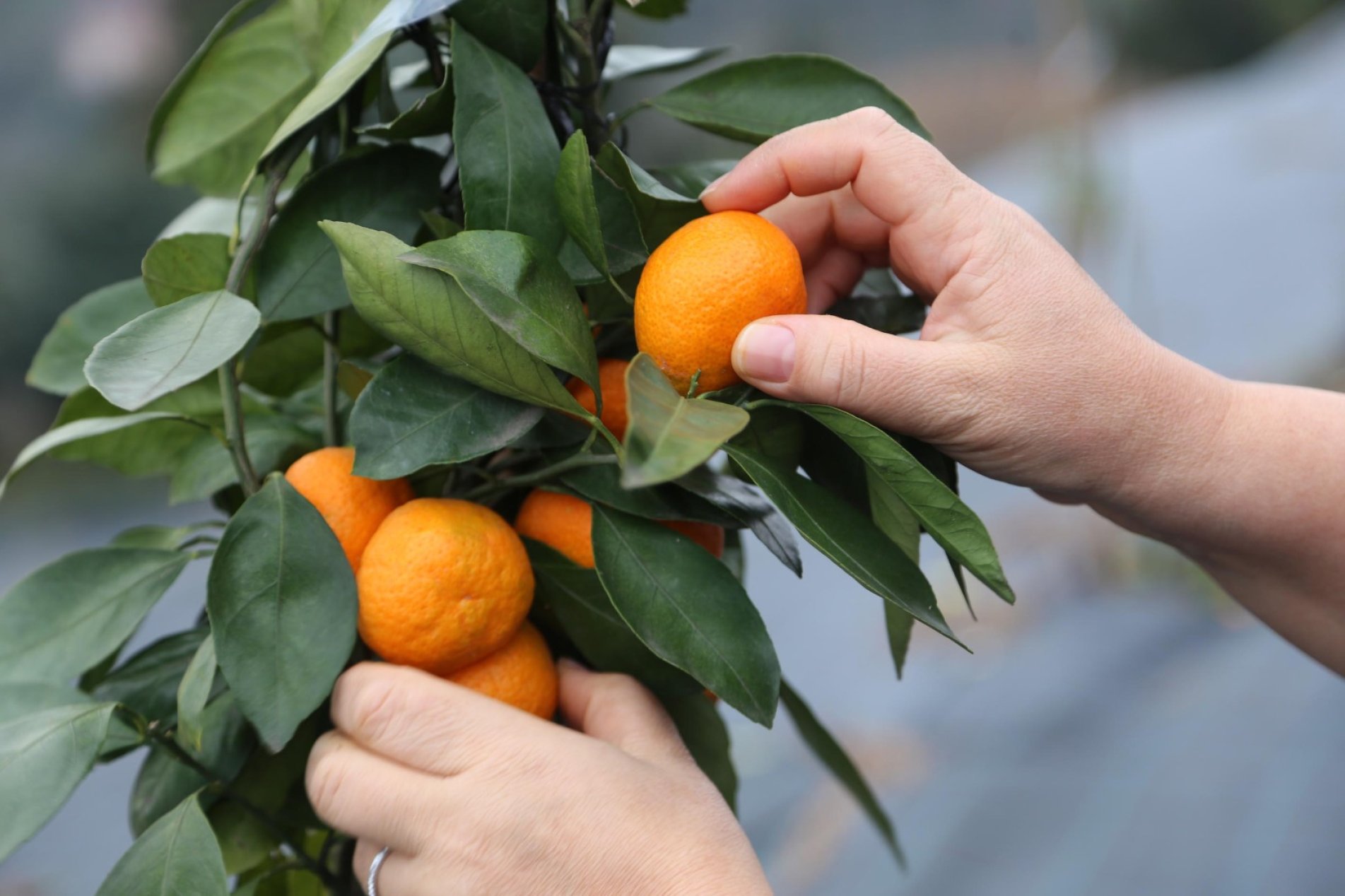 Derepazarı Mandalinasına DOKAP Desteği