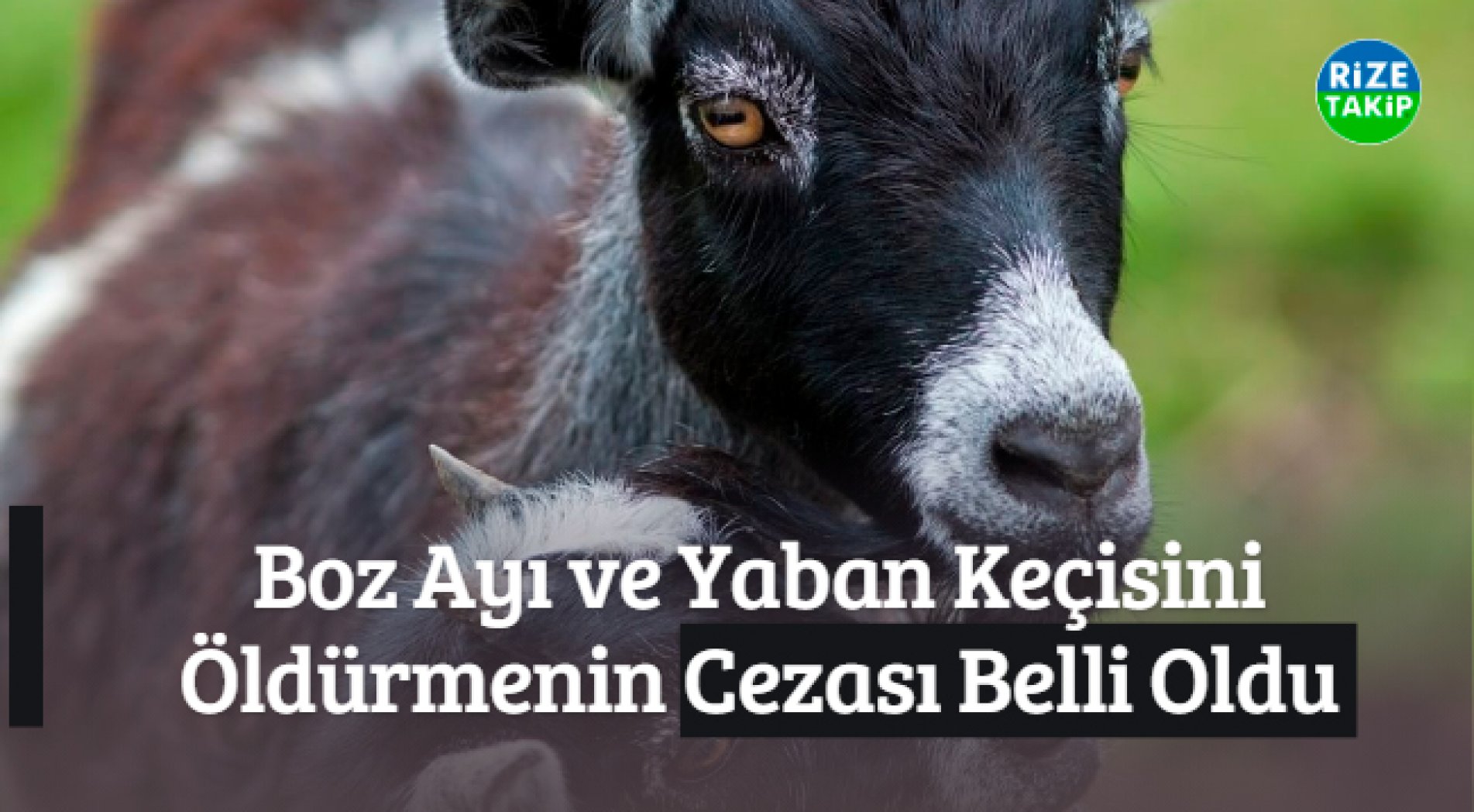 Boz Ayı ve Yaban Keçisini Öldürmenin Cezası Belli Oldu