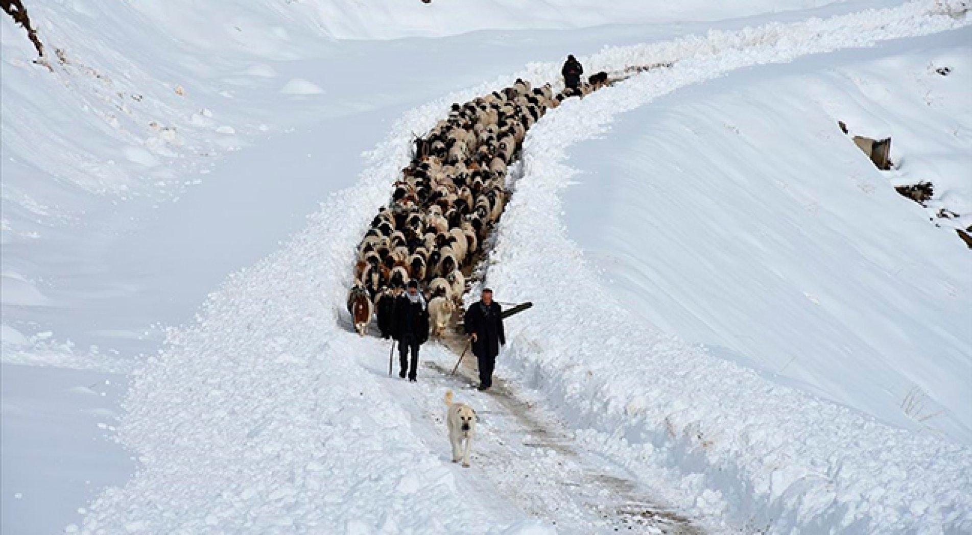 Kışın kar esareti yaşanan köyde, sürülerin kente göçü başladı