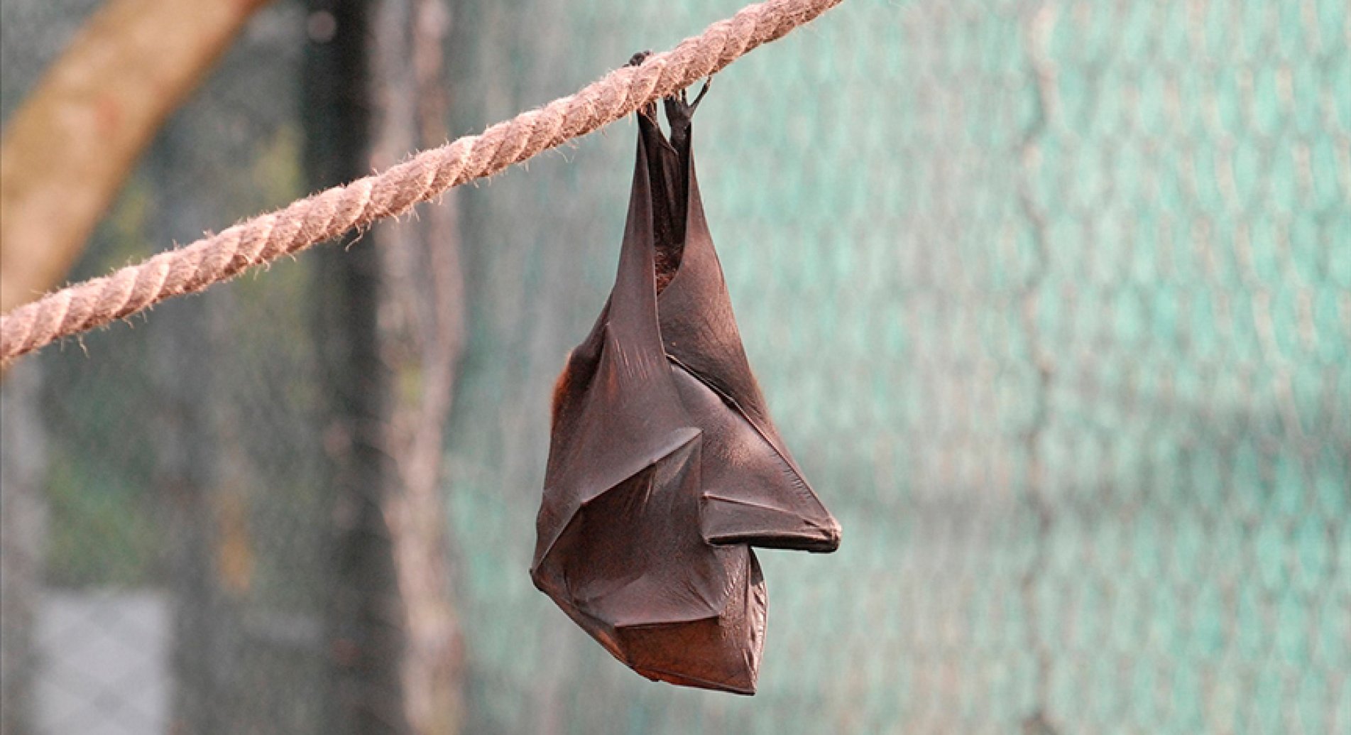 Bazı yarasalar, ses çıkarırken death metal şarkıcılarıyla aynı teknikleri kullanıyor