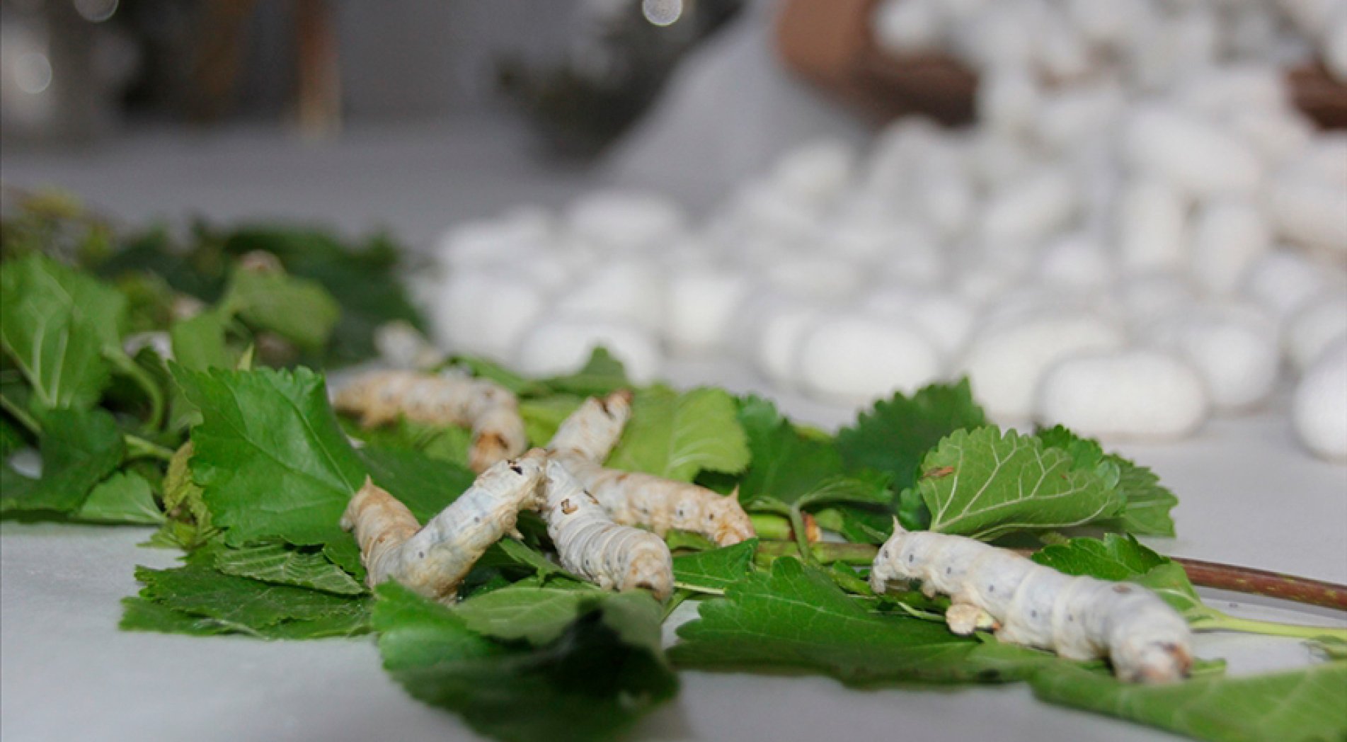 'İpek Böcekçiliği' UNESCO Somut Olmayan Kültürel Miras Listesi'ne girdi