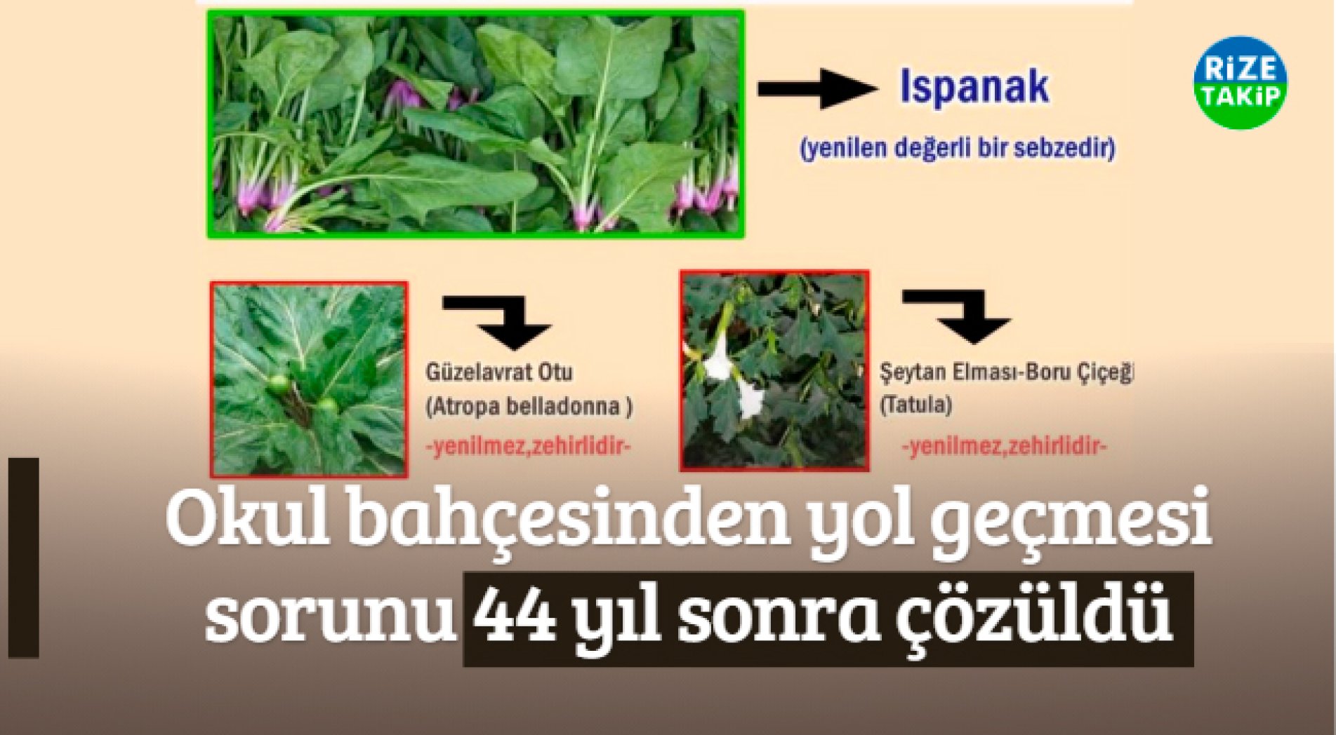 İl Tarım ve Orman Müdürlüğünden 'Ispanak' Uyarısı