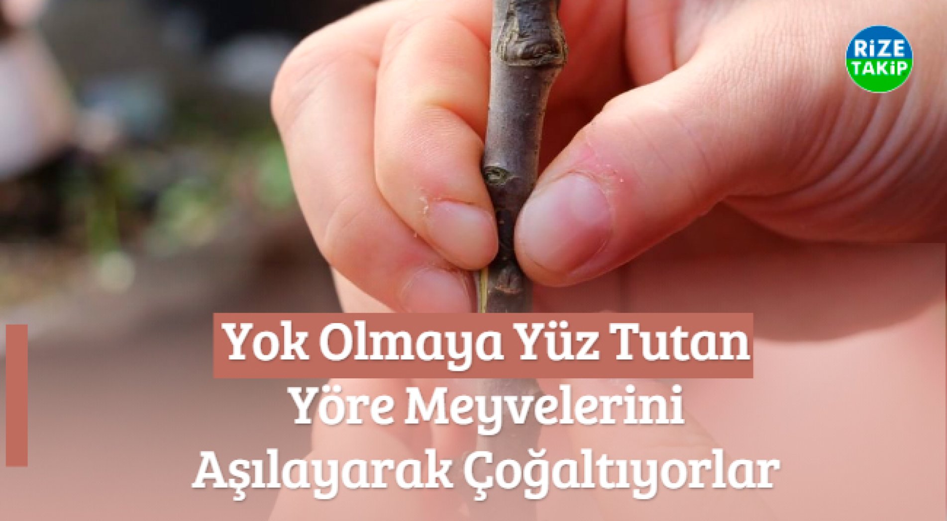 Yok Olmaya Yüz Tutan Yöre Meyvelerini Aşılayarak Çoğaltıyorlar