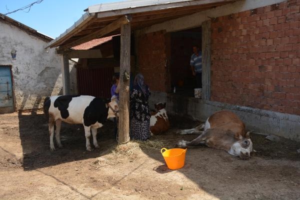 Sinop'ta 7 büyükbaş telef oldu, inceleme başlatıldı