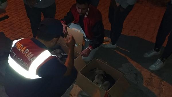 Yavru köpeklere jandarma sahip çıktı